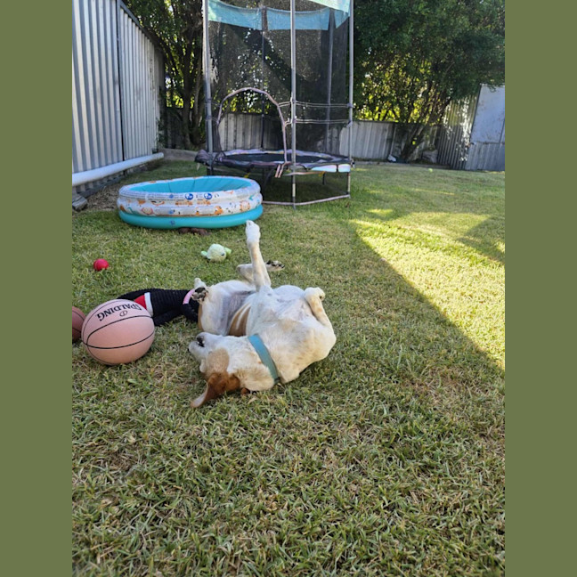 Photo of Wicket   7 Year Old Jack Russell X