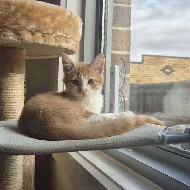Photo of Rusty