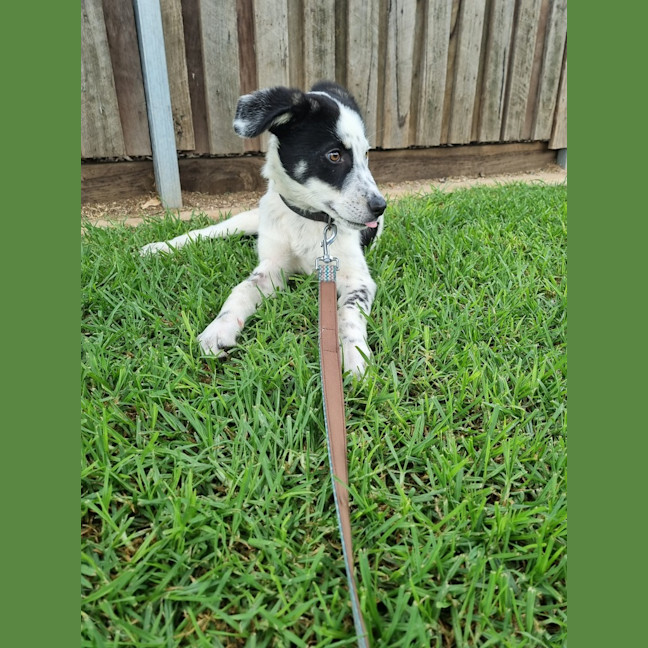 Photo of Milo