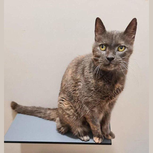 Photo of Smokey