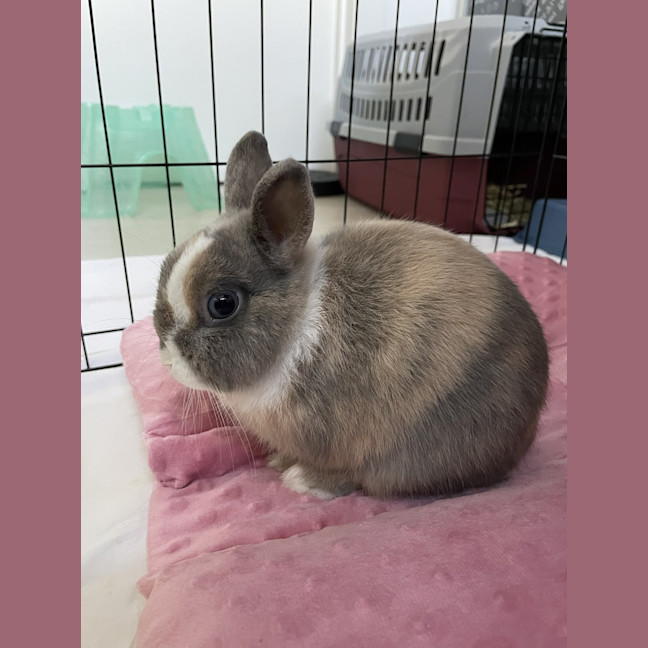 Photo of Butter 