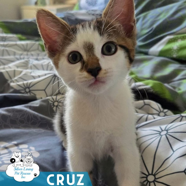 Photo of Cruz