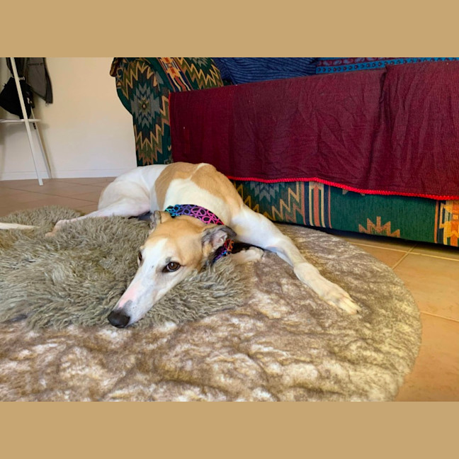 Photo of Ella, The Greyhound