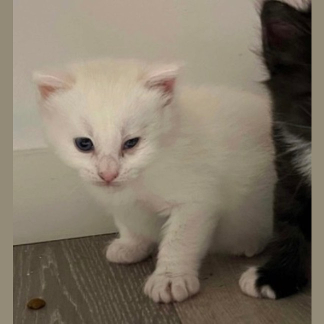 Photo of Muffin