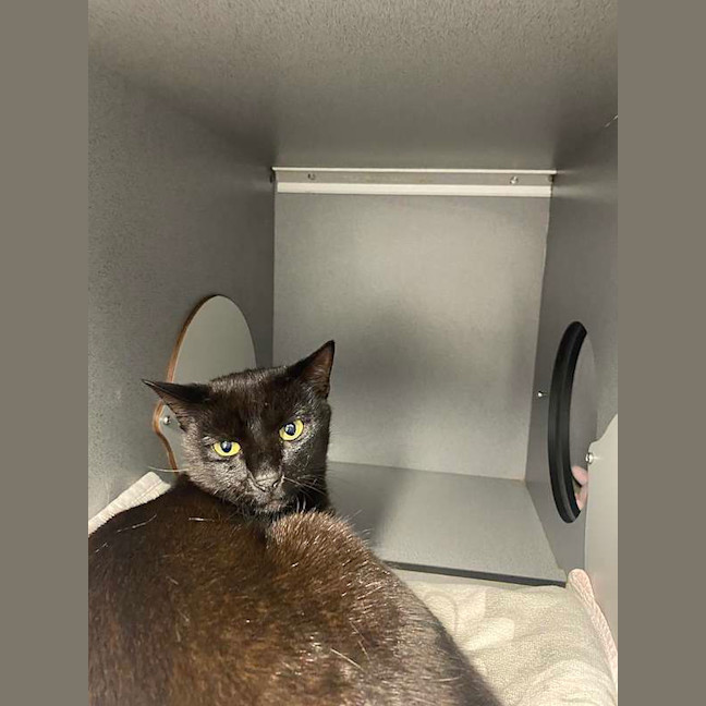 Photo of Chilli