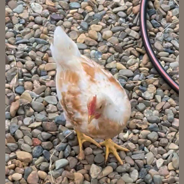 Photo of Sunny The Rooster