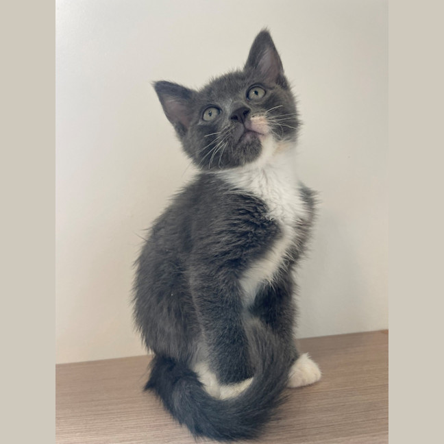 Photo of C1577 Frodo