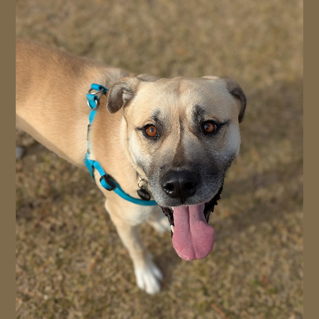 Photo of Simba