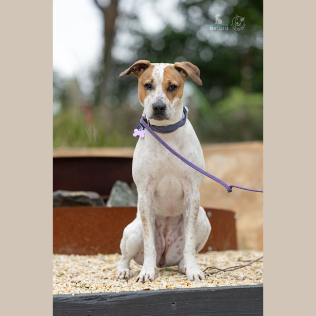 Photo of Lola   1 Year Old Cattle Dog X Staffy