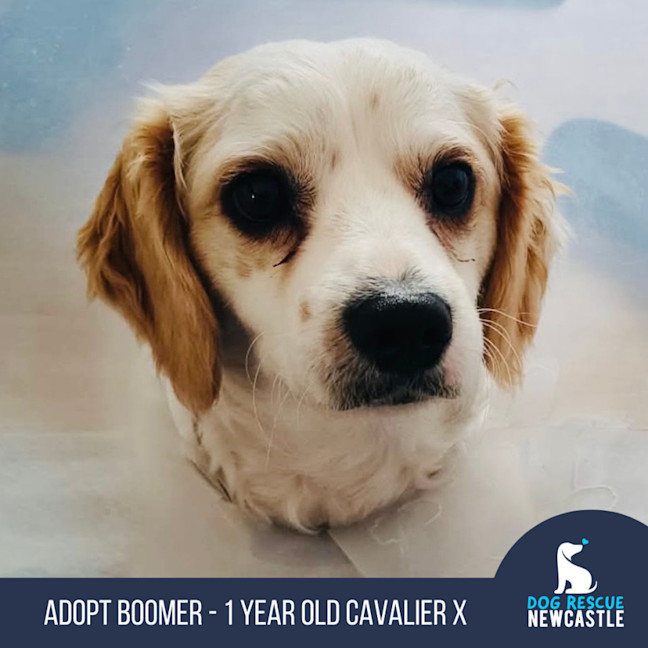 Photo of Boomer   1 Year Old Cavalier X