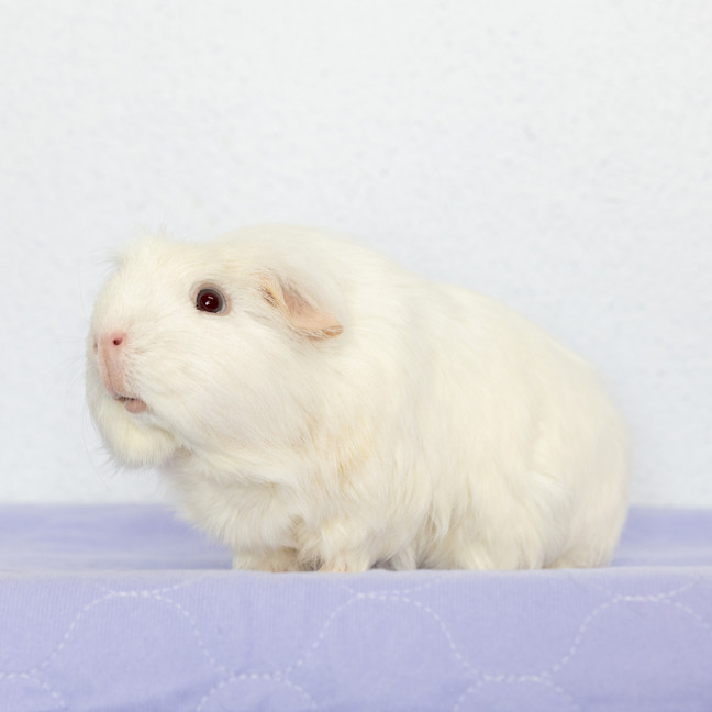 Photo of Disco