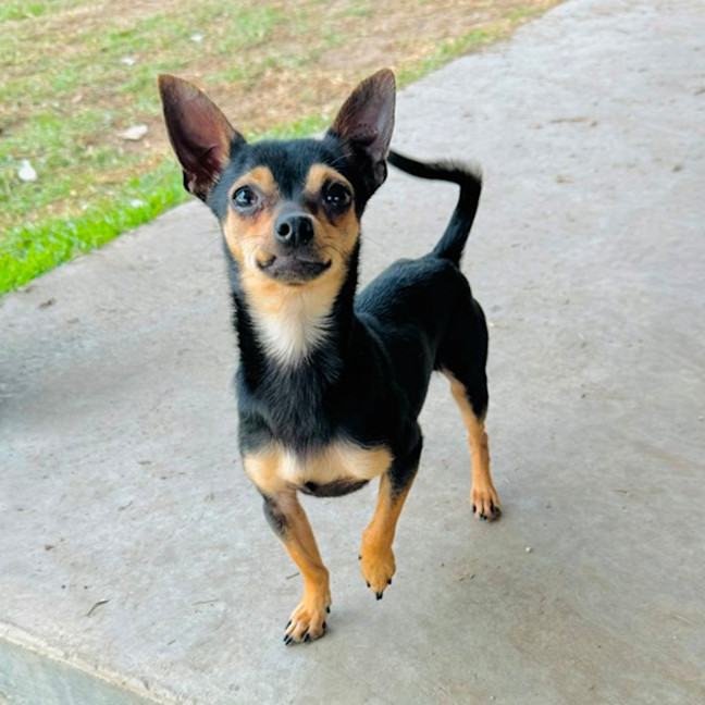 Photo of Danger Mouse 