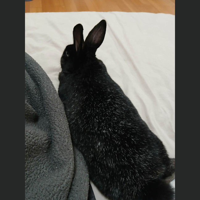 Photo of Bonnie Boy