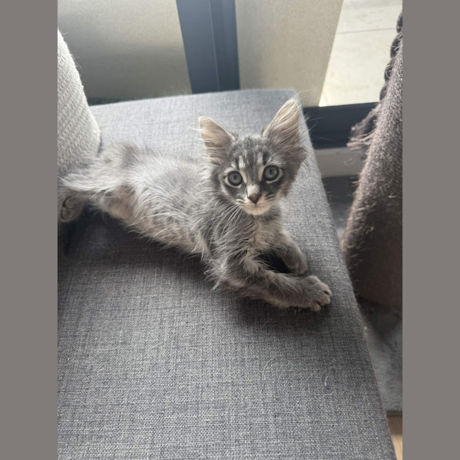 Photo of Theo
