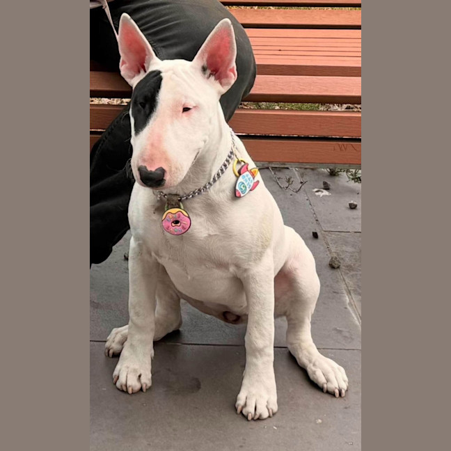 Photo of Pearl