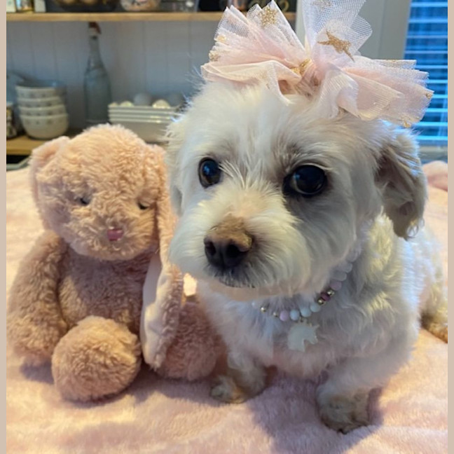 Photo of Mollyrose🌹