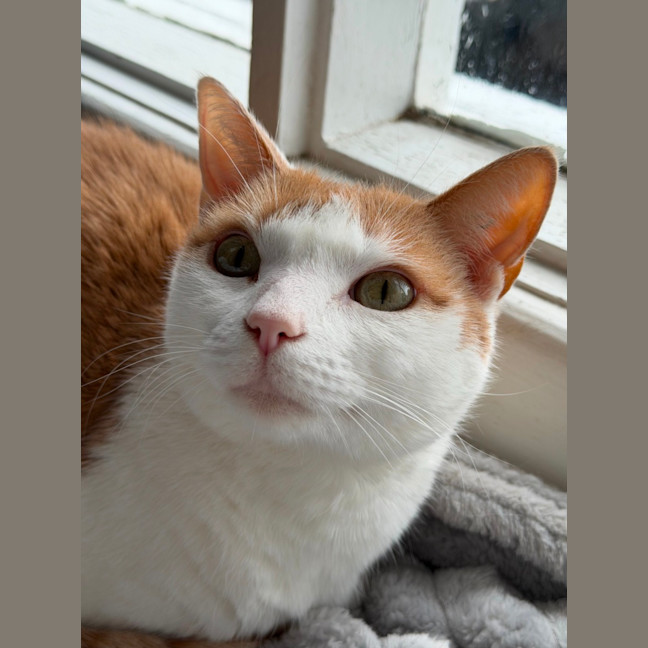 Photo of Gatal