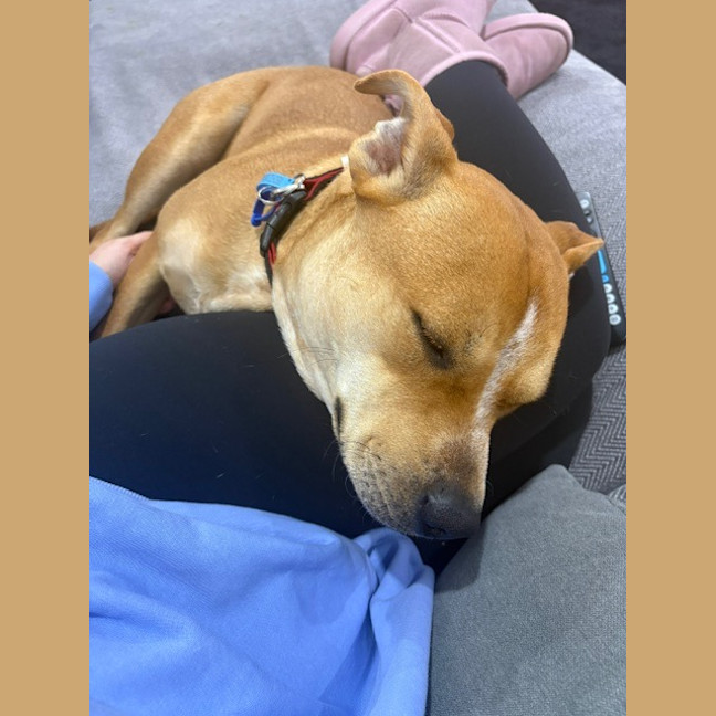 Photo of Koda