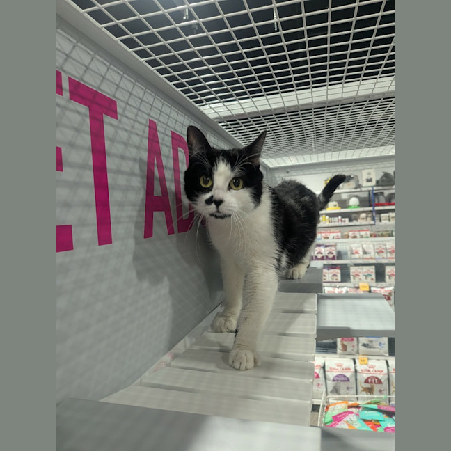 Photo of Prada