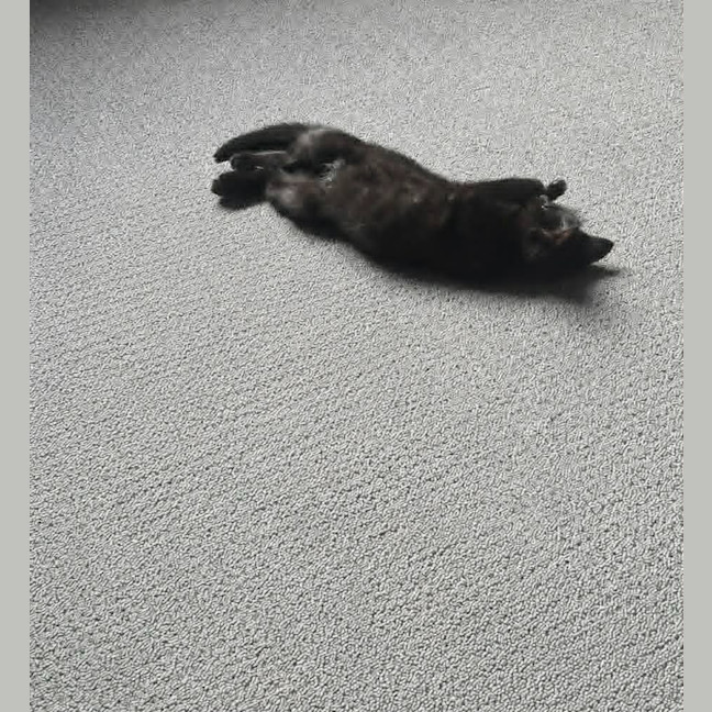 Photo of Pudding