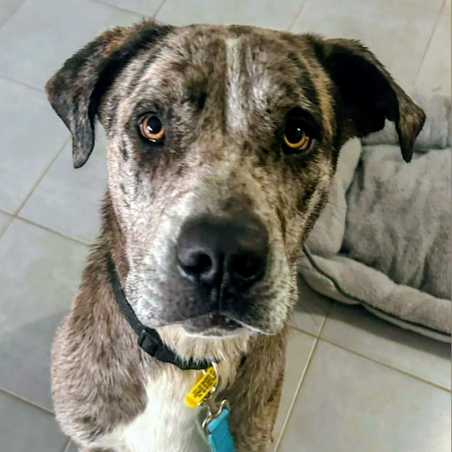 Photo of Patch