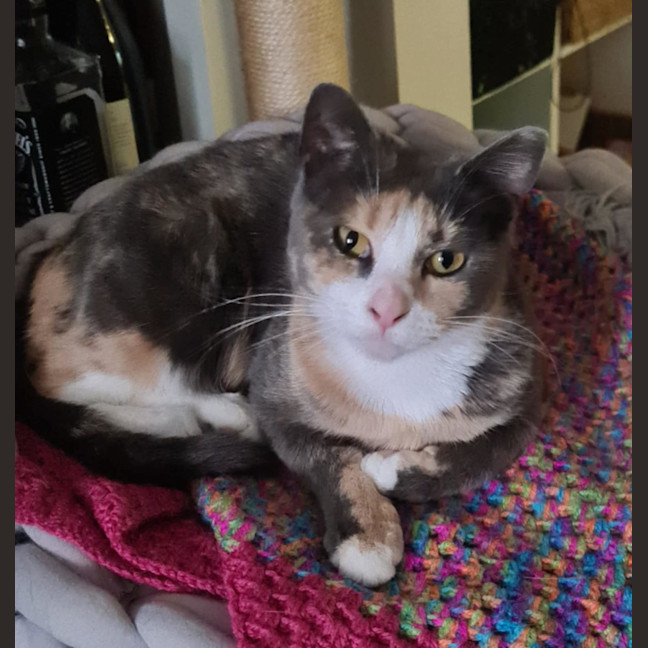 Photo of Romany 🌷🌷🌷