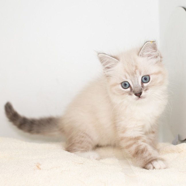 Photo of Burrito