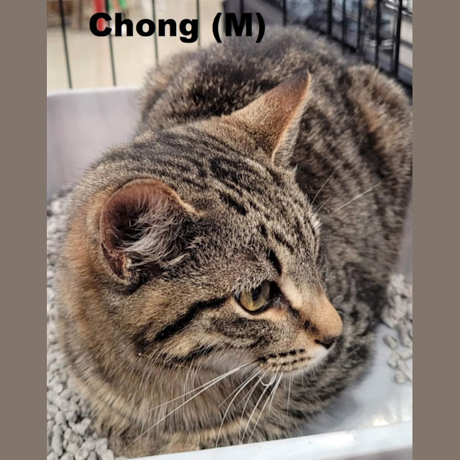 Photo of Chong