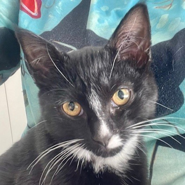 Photo of Baxter