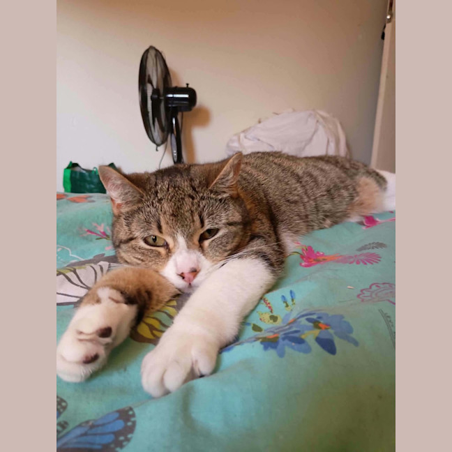 Photo of Munchkin