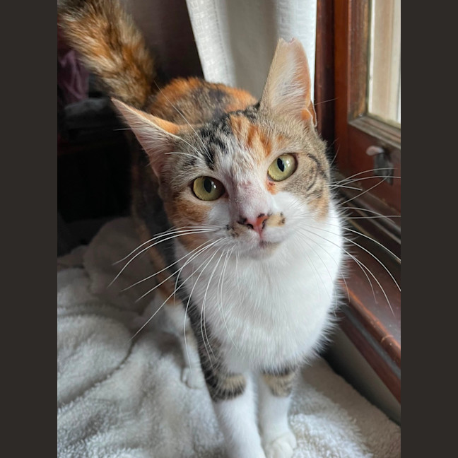 Photo of Freckles And Patches 