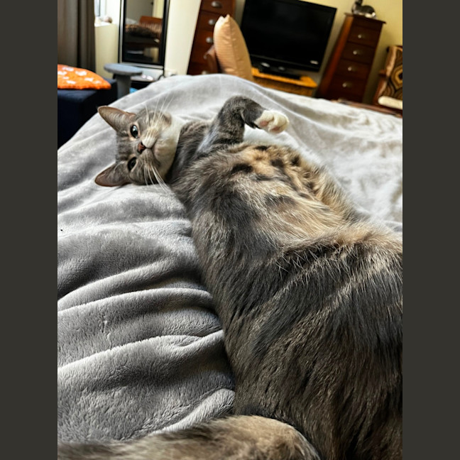 Photo of Quilly Willy