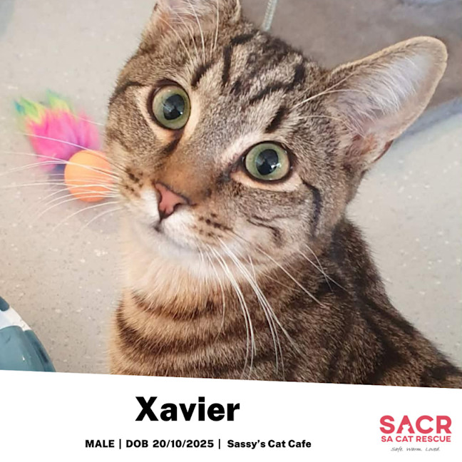 Photo of Xavier