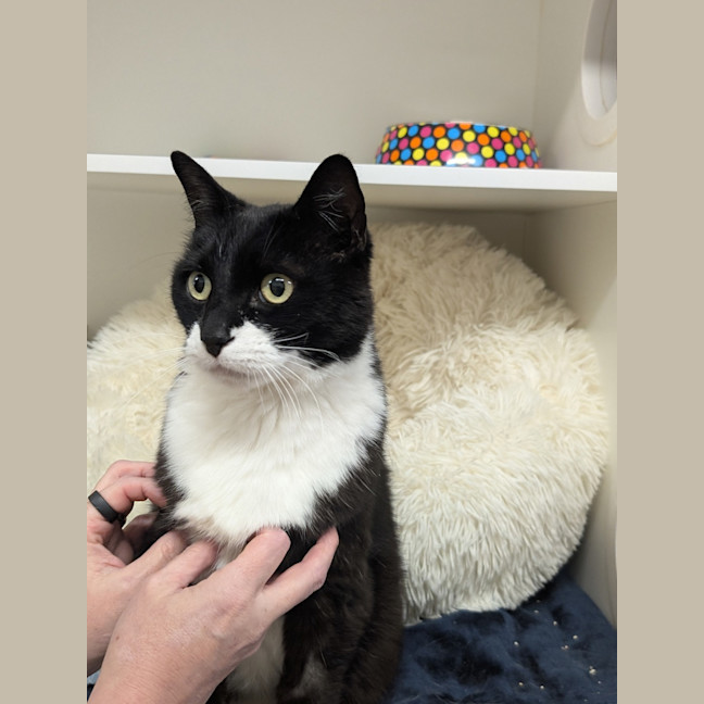 Photo of Postman Pat