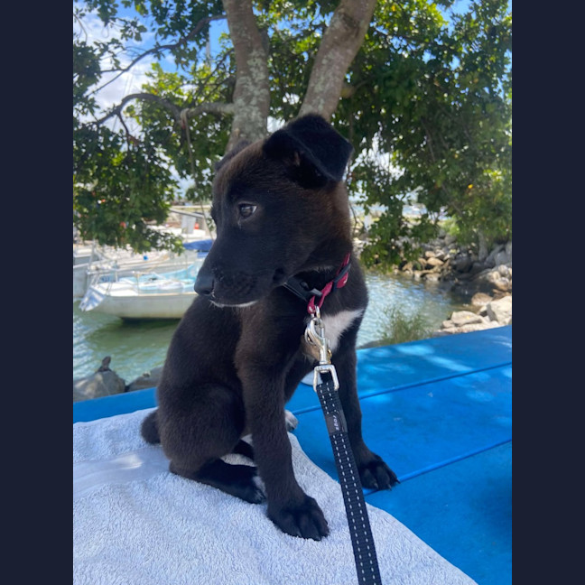 Photo of Blossom