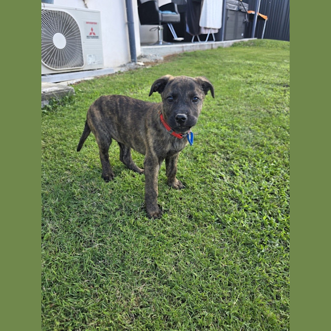 Photo of Mocha
