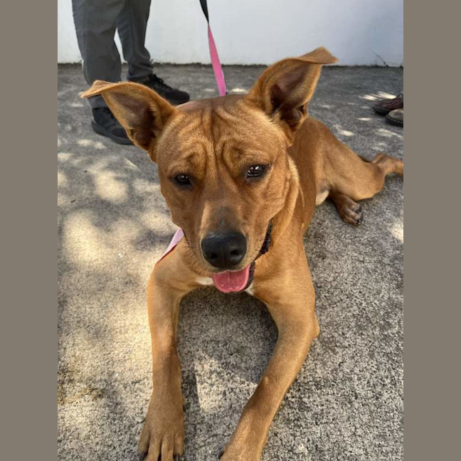 Photo of Red Dog