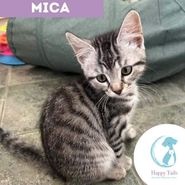 Photo of Mica