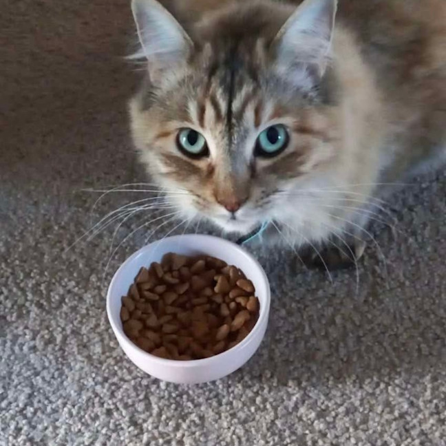 Photo of Myla 💕💕😽