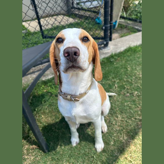 Photo of Bindi