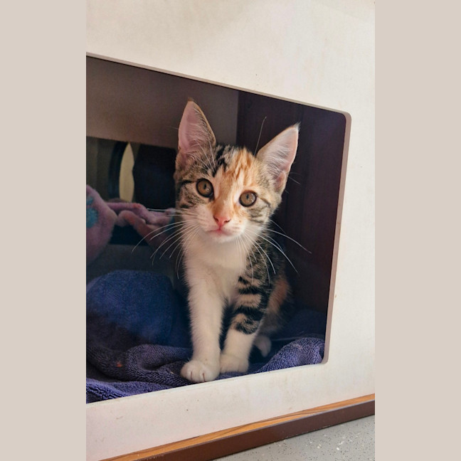 Photo of C1409 Kyrah