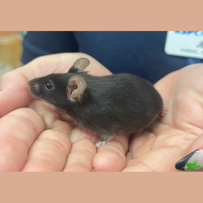 Photo of Miss Mousie