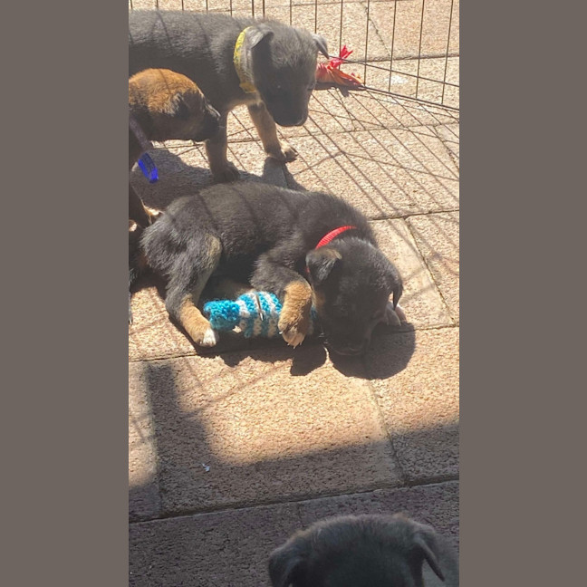 Photo of Chai   8 Week Old Kelpie X (On Trial)