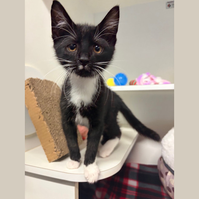 Photo of Kiwi 