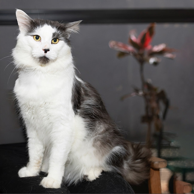 Photo of Ashy