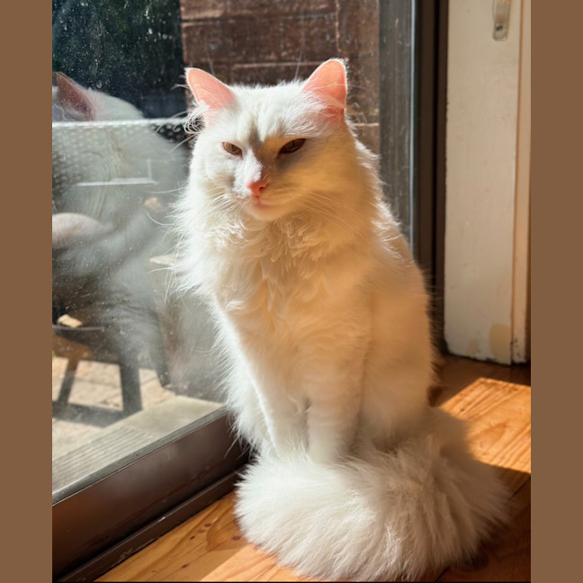 Photo of Azrael ( Azi )