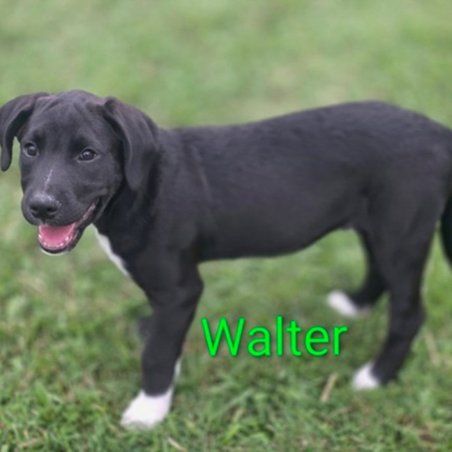 Photo of Walter