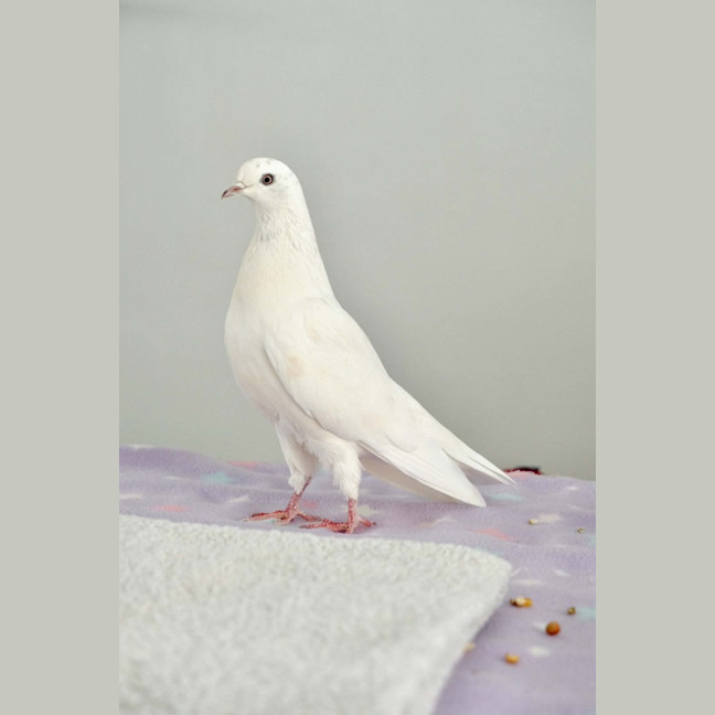 Photo of Squidge