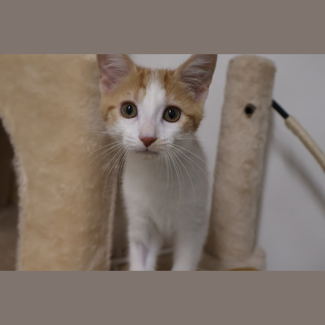 Photo of Nemo