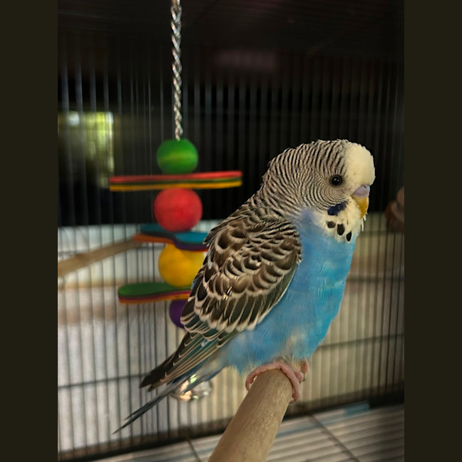 Photo of Blue 